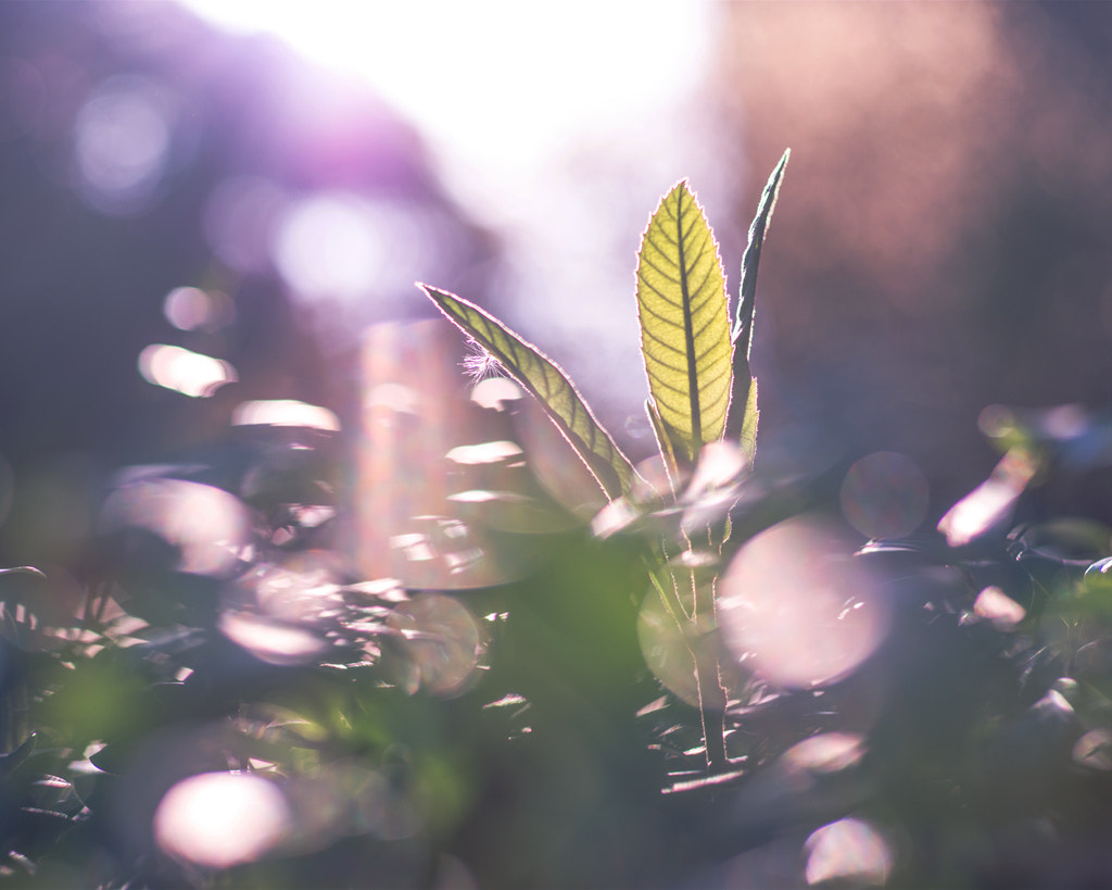 Pentax smc FA 77mm 1.8 Limited sample photo. Leaf photography