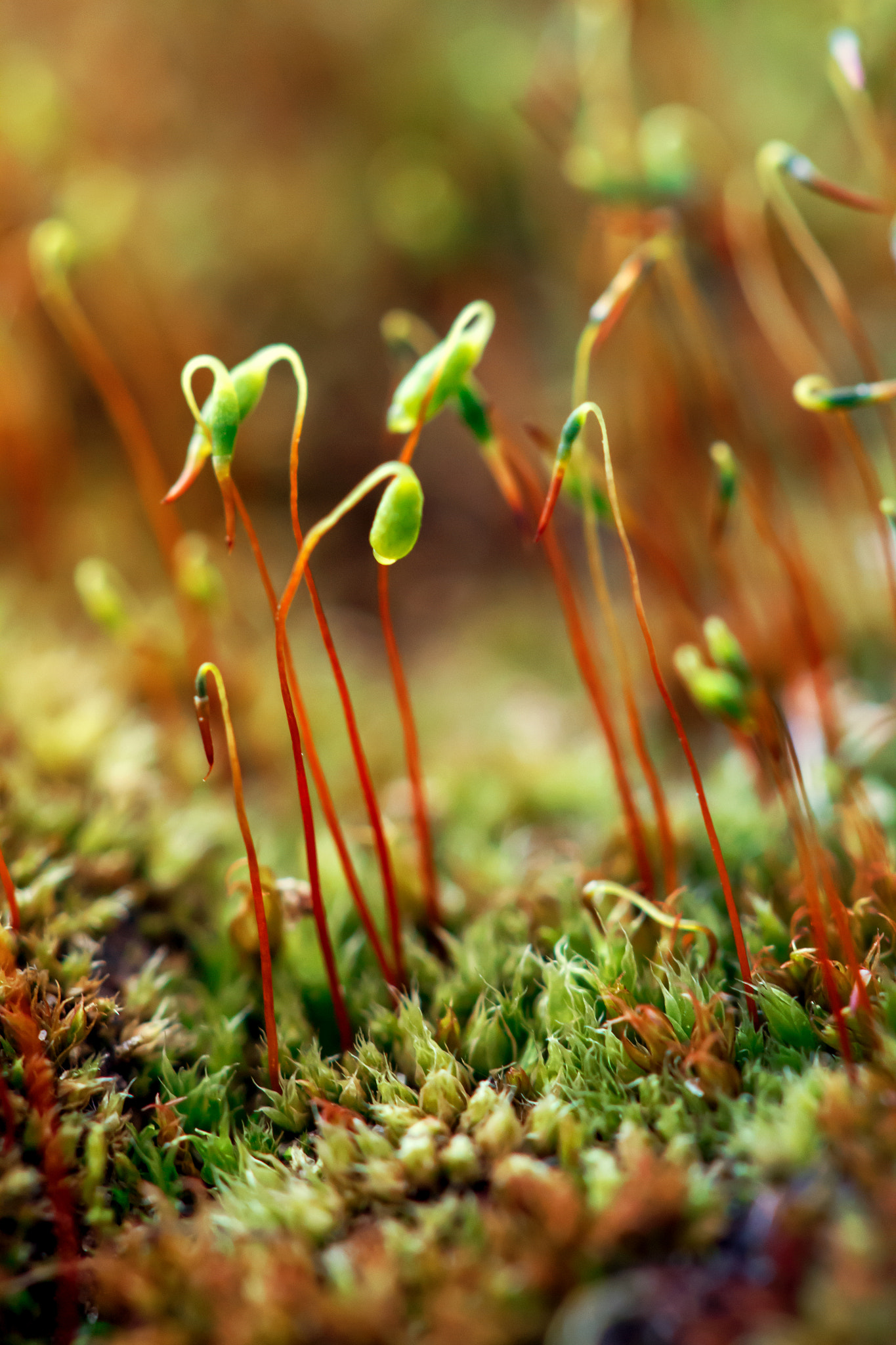 Canon EF 100mm F2.8 Macro USM sample photo. Moss photography