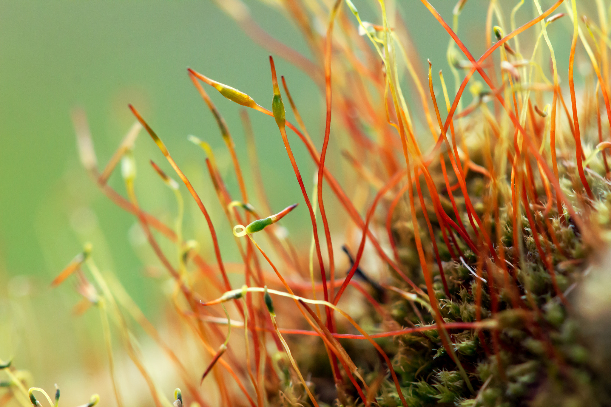 Canon EF 100mm F2.8 Macro USM sample photo. Moss photography