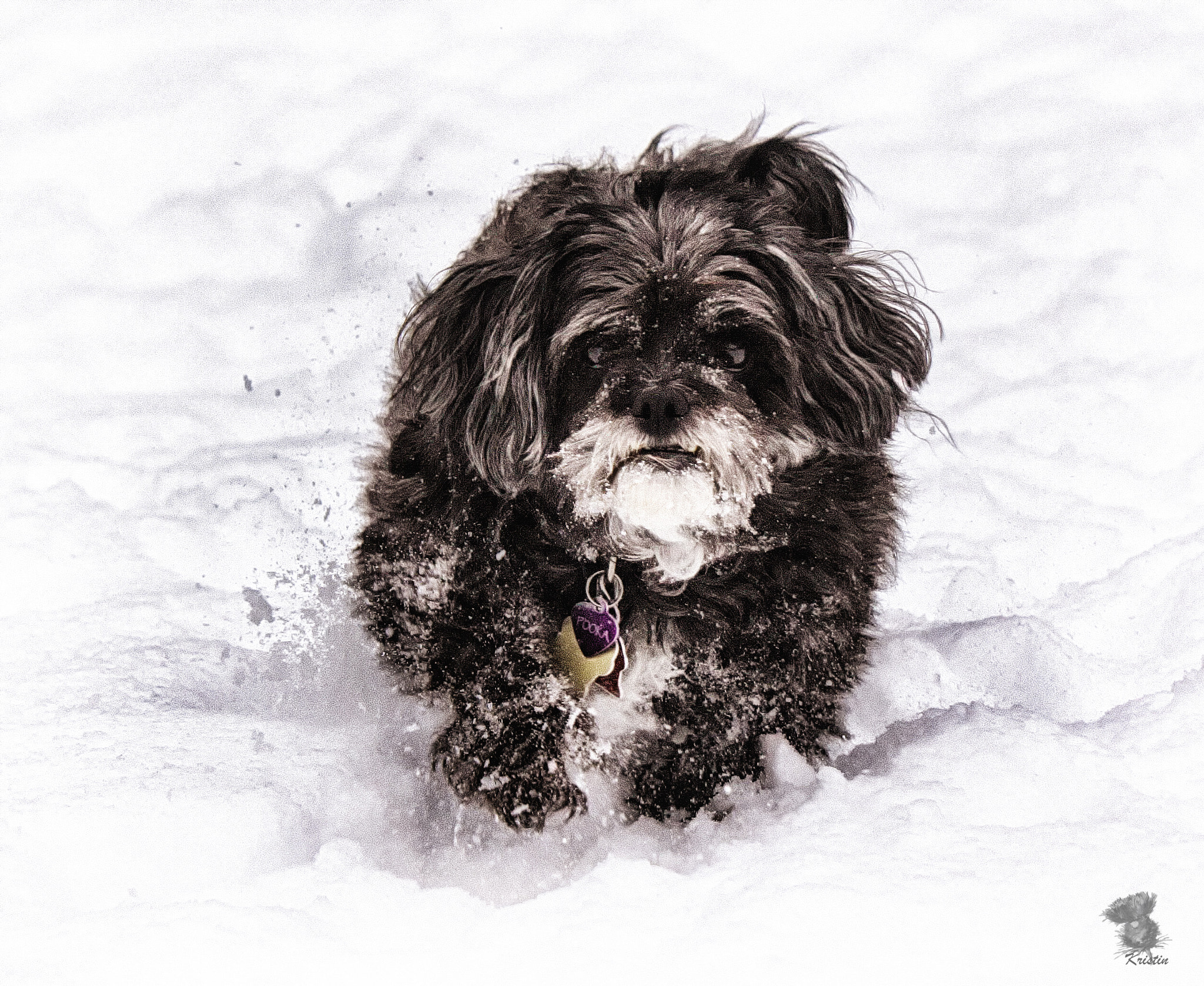Sony E 55-210mm F4.5-6.3 OSS sample photo. Pooka's frolick photography
