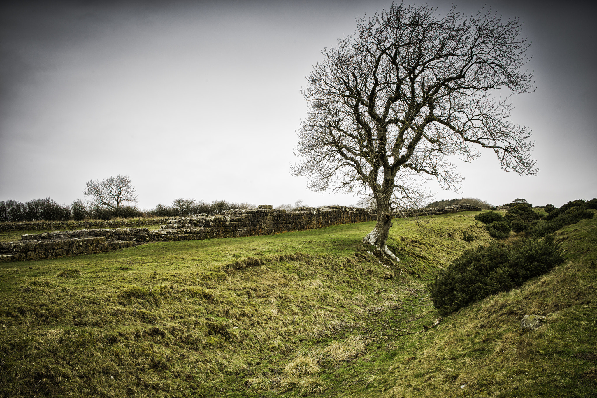 Nikon D800 + Sigma 24-70mm F2.8 EX DG HSM sample photo. Ditch, wall & oak photography