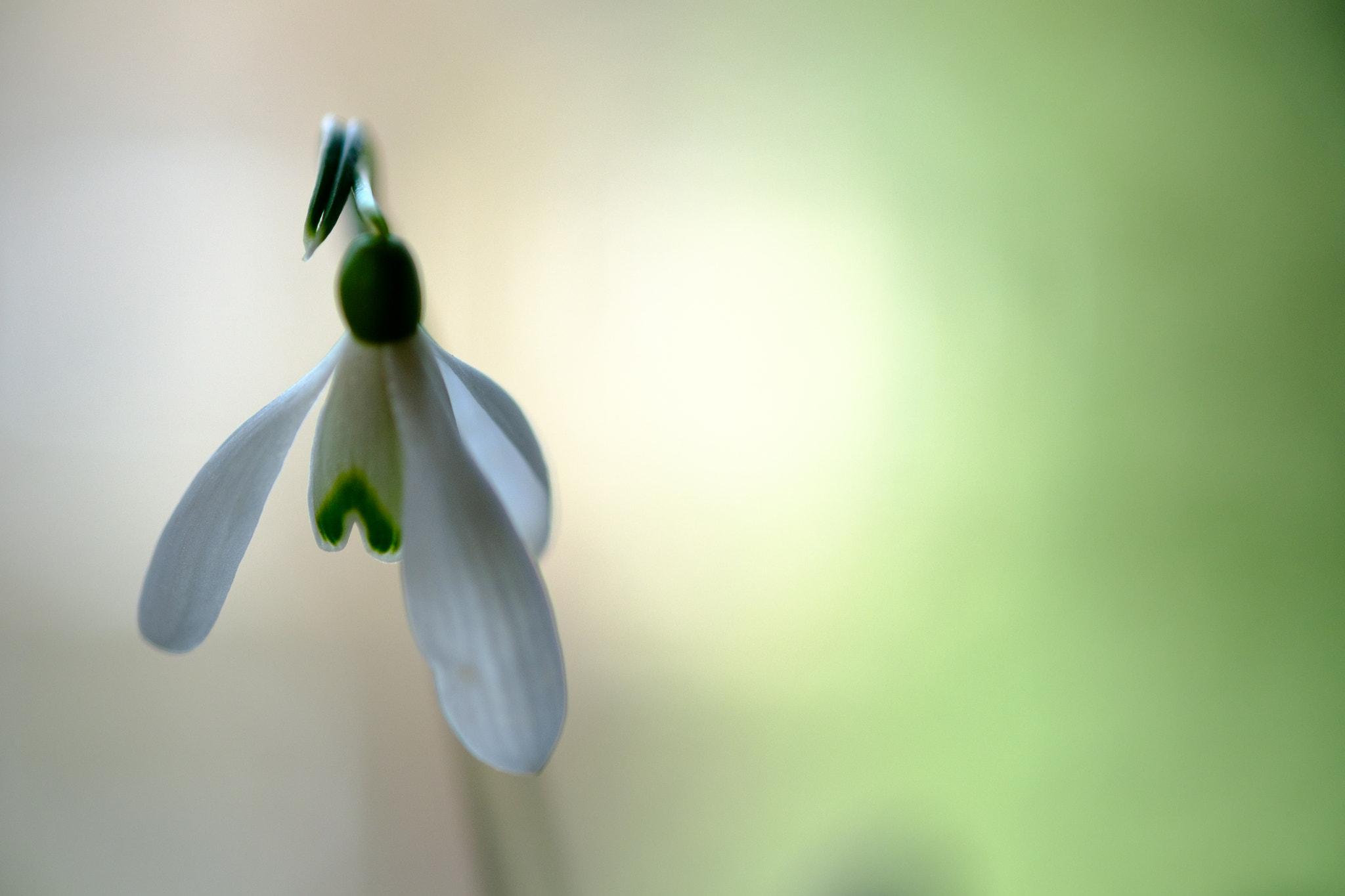 Fujifilm XF 60mm F2.4 R Macro sample photo. Snowdrop... photography