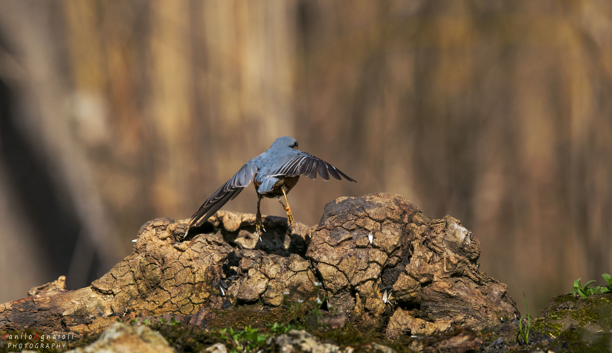 Tamron SP 150-600mm F5-6.3 Di VC USD sample photo. Si riparte ! photography