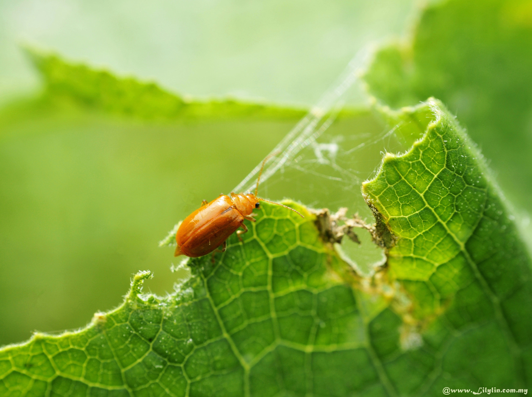 Nikon D300 + Nikon AF Nikkor 50mm F1.8D sample photo. Pumkin beetle photography