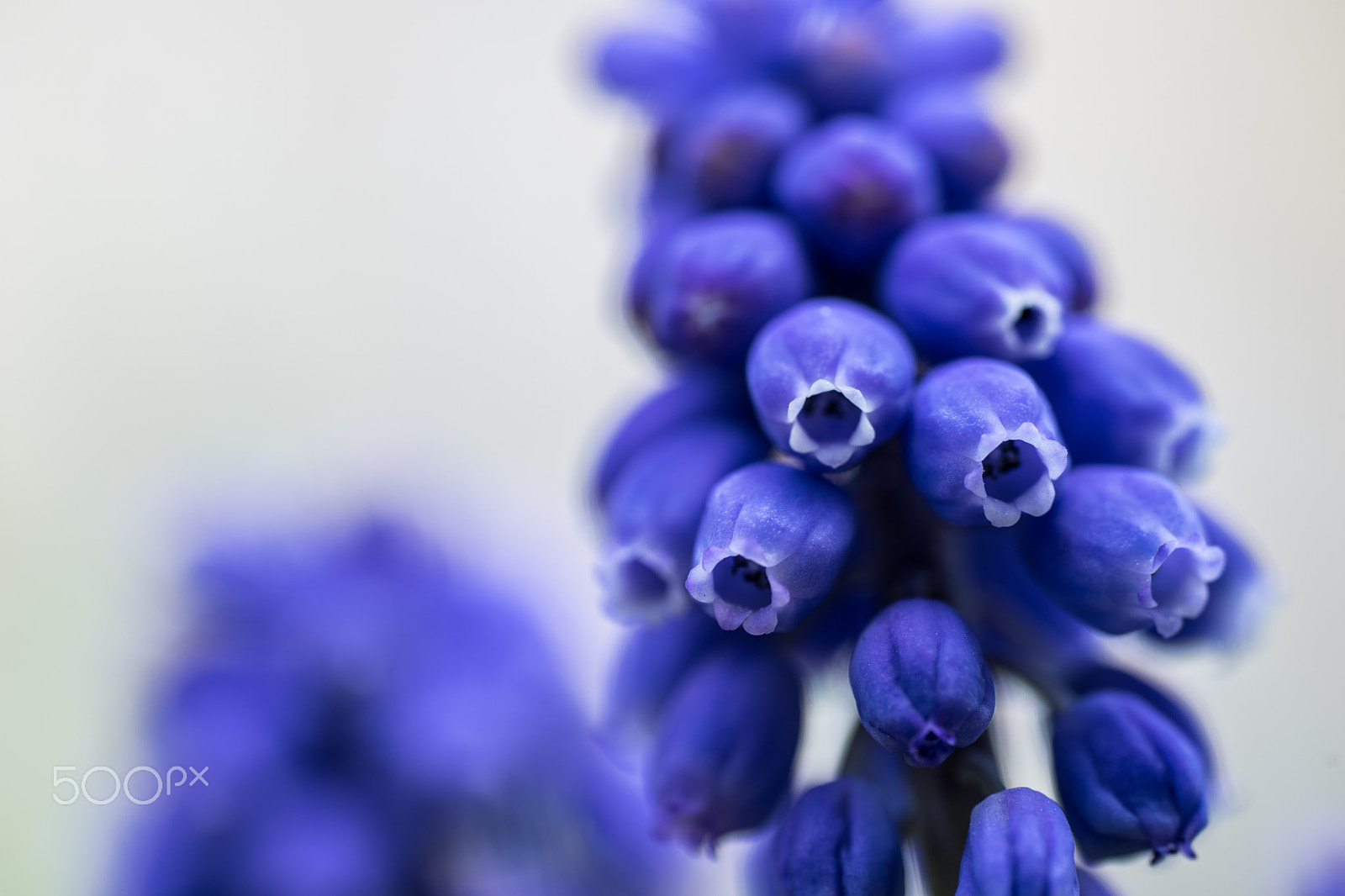 Sony a7 II + Sony FE 90mm F2.8 Macro G OSS sample photo. Muscari photography