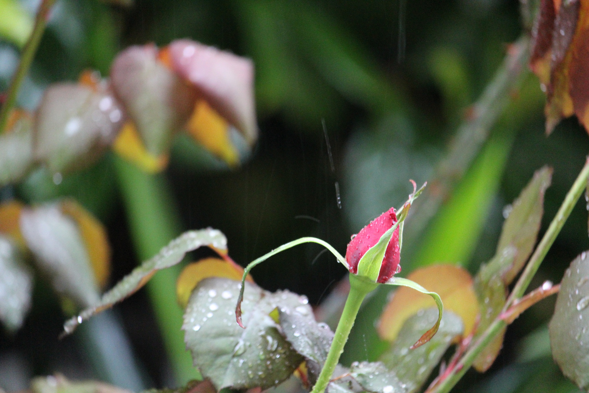 Canon EF-S 55-250mm F4-5.6 IS STM sample photo. Rose in the rain! photography