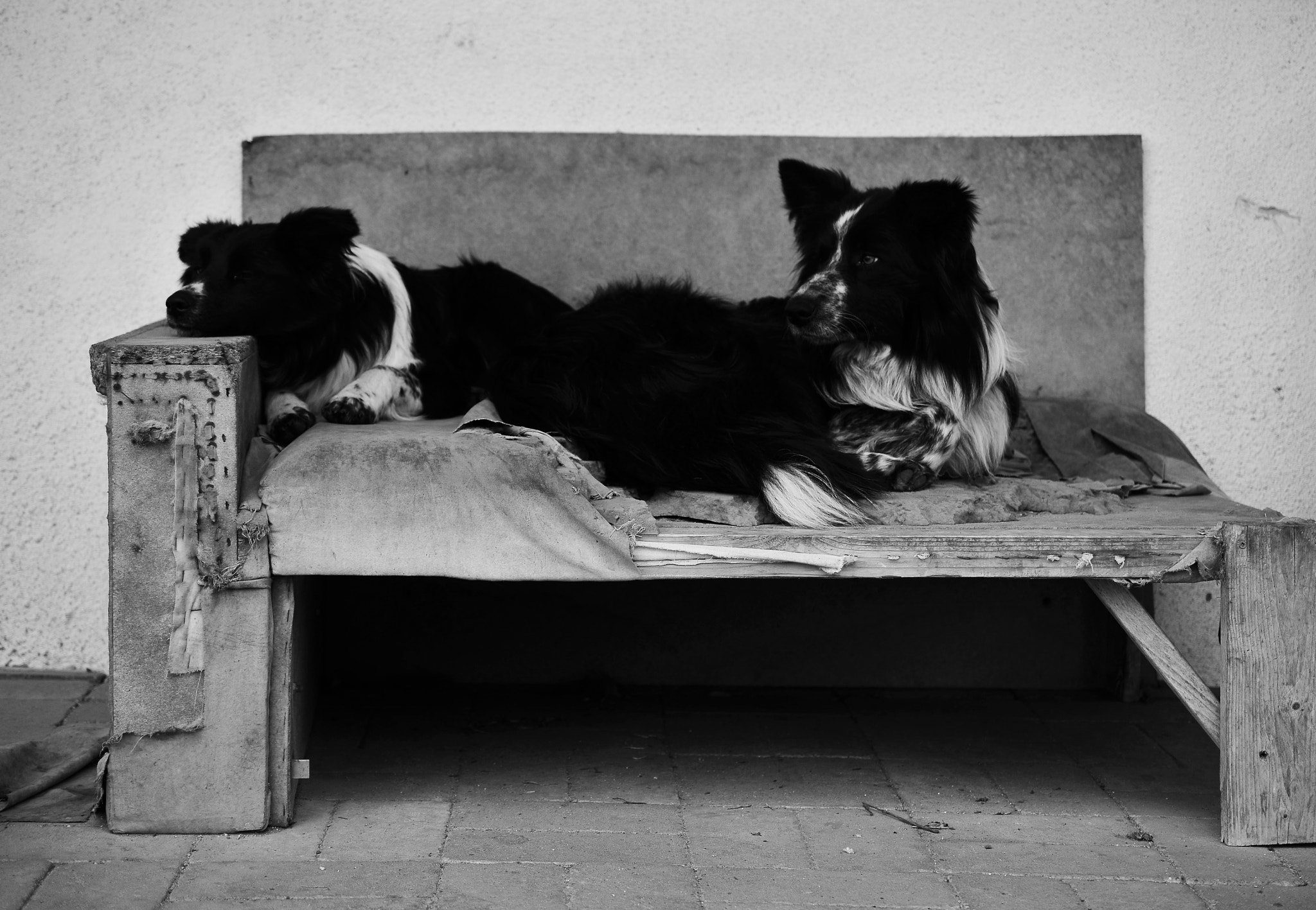 Nikon AF-S DX Micro Nikkor 40mm F2.8 sample photo. Dog-day photography