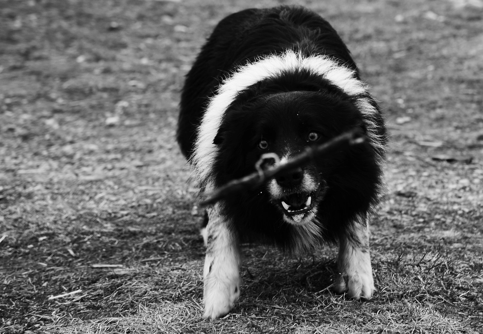 Nikon AF-S DX Micro Nikkor 40mm F2.8 sample photo. Dog-day2 photography