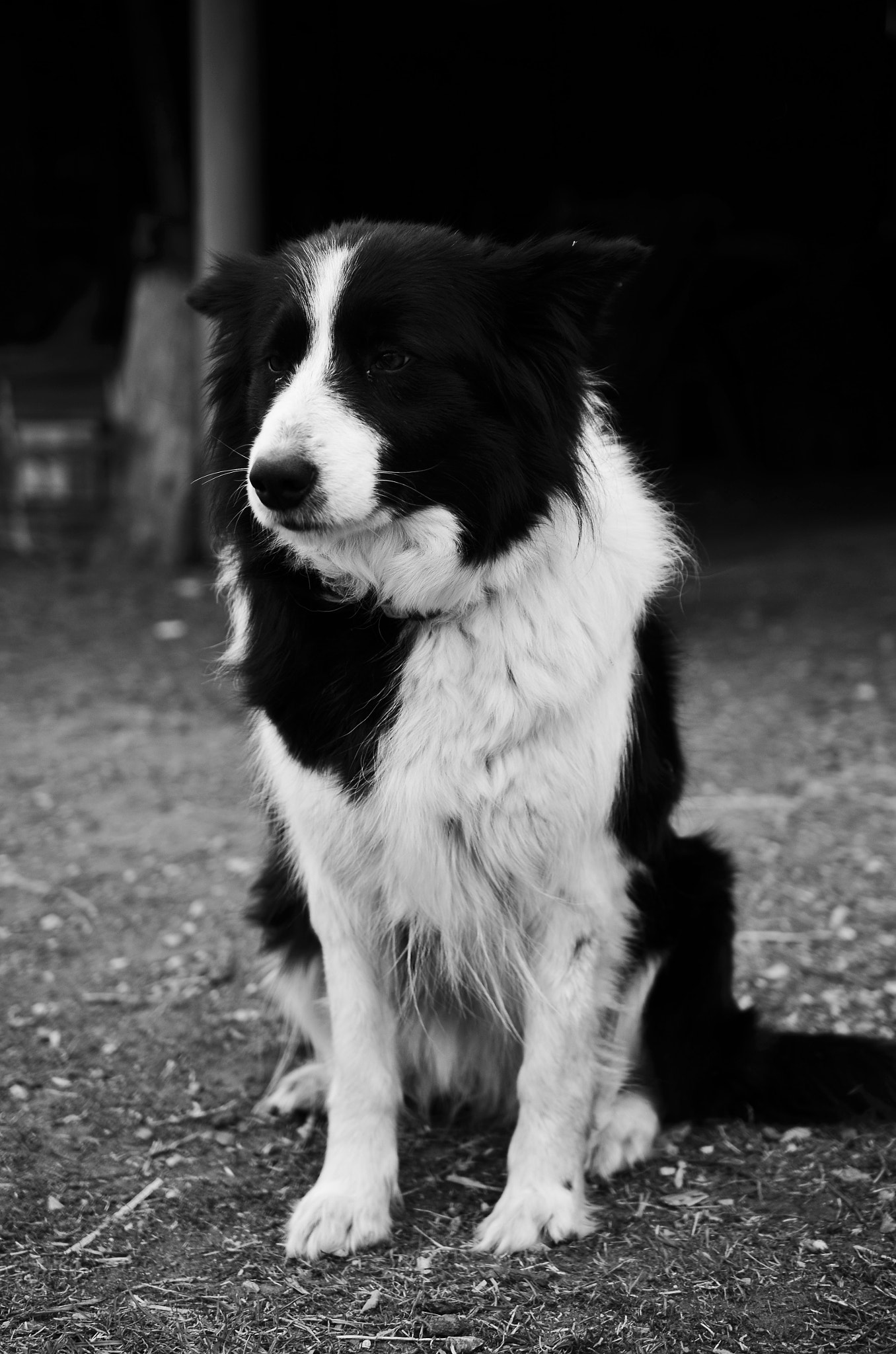 Nikon AF-S DX Micro Nikkor 40mm F2.8 sample photo. Dog-day3 photography