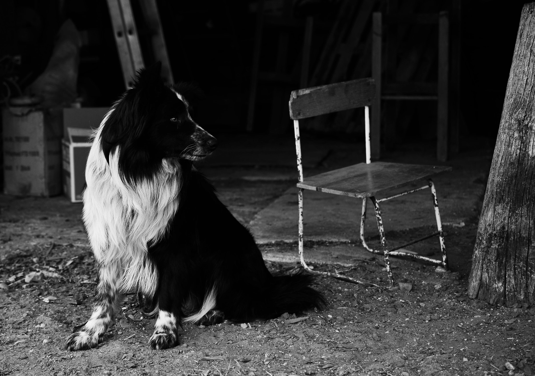 Nikon AF-S DX Micro Nikkor 40mm F2.8 sample photo. Dog-day4 photography