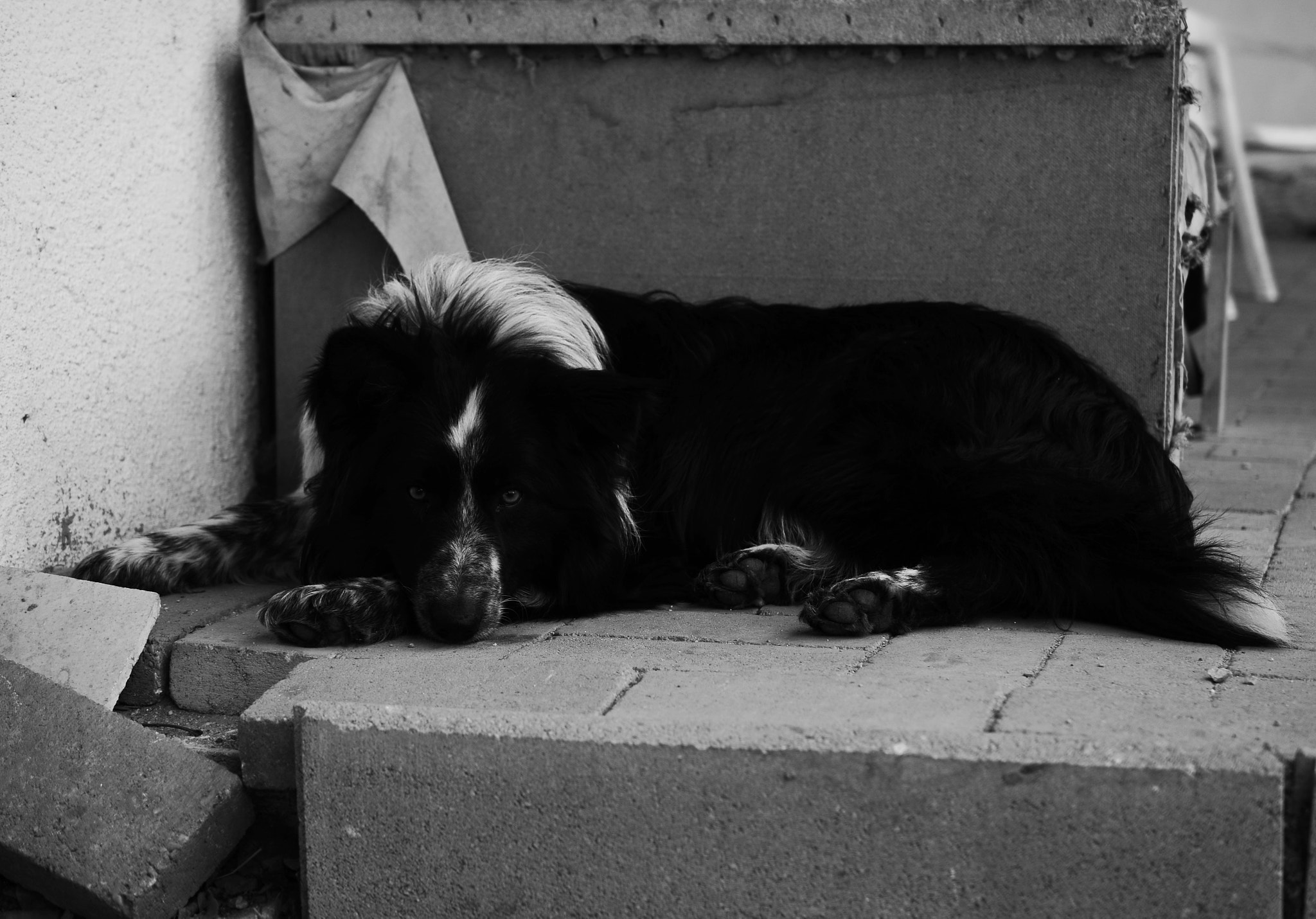 Nikon AF-S DX Micro Nikkor 40mm F2.8 sample photo. Dog-day6 photography