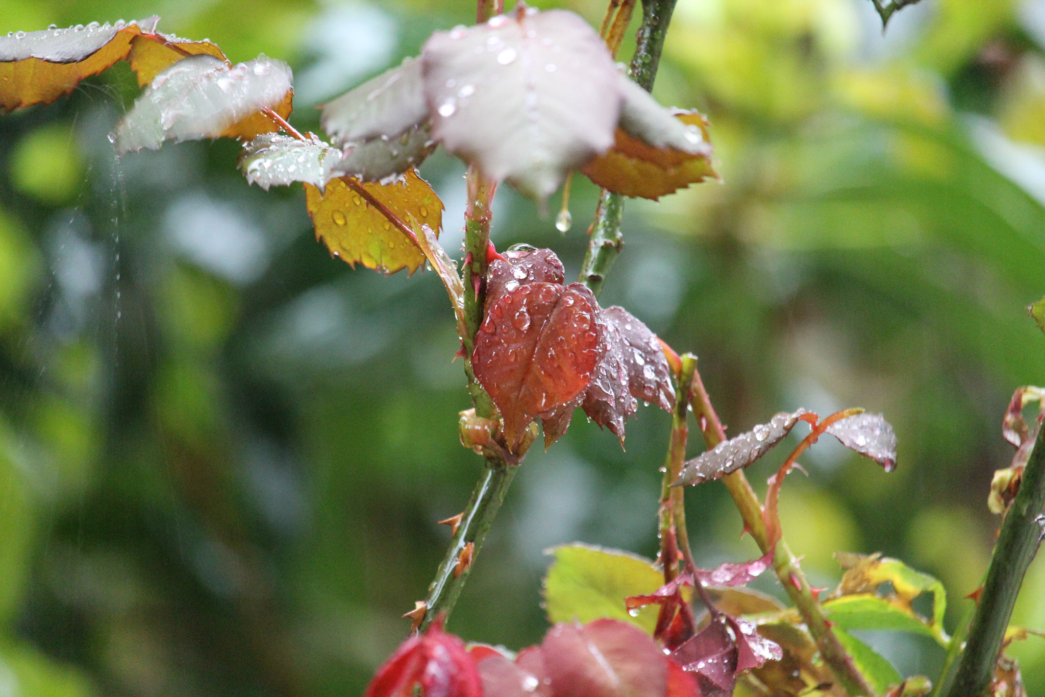 Canon EF-S 55-250mm F4-5.6 IS STM sample photo. Morning rain! photography