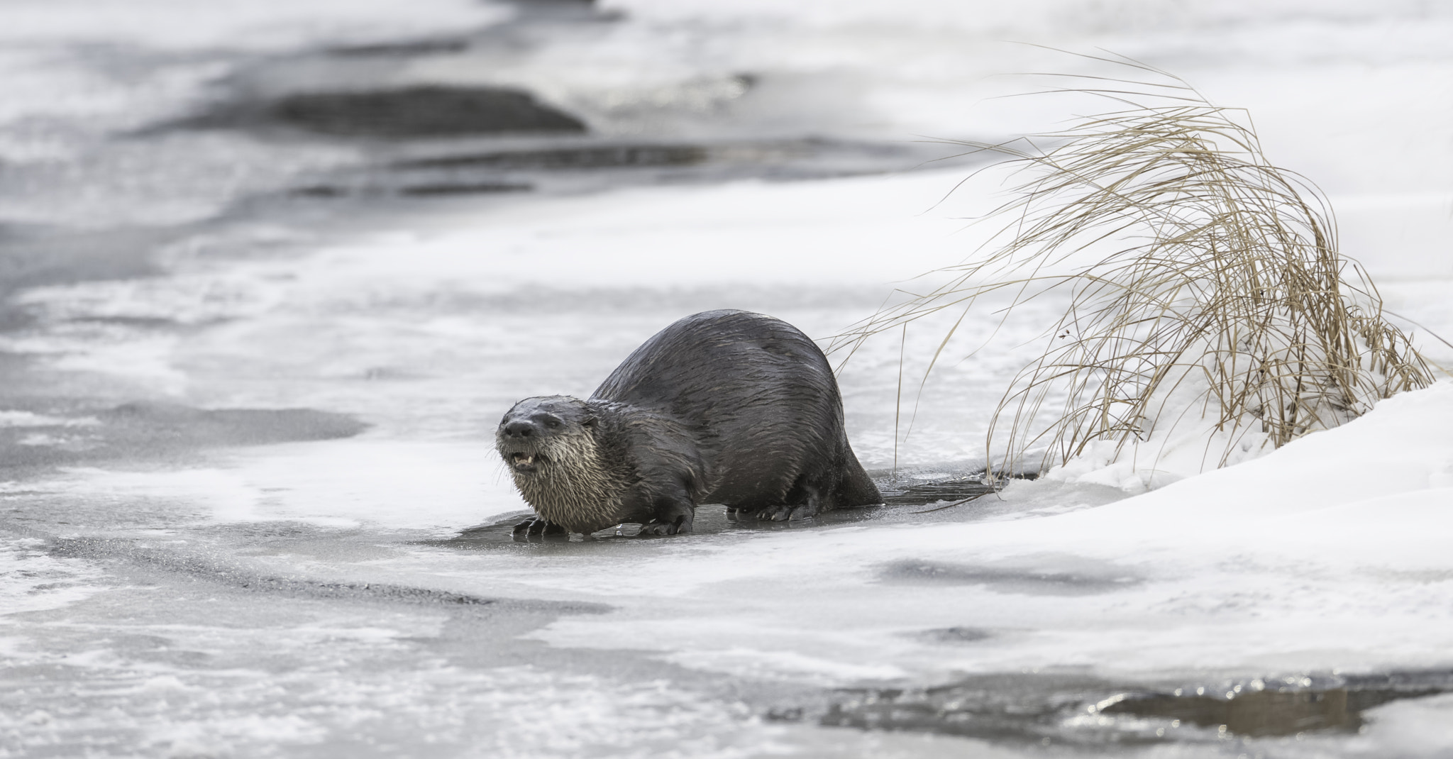 Nikon D500 + Nikon AF-S Nikkor 600mm F4G ED VR sample photo. Out and about... photography