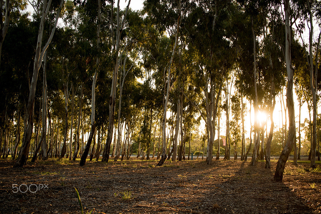 Canon EF-S 24mm F2.8 STM sample photo. Ra photography