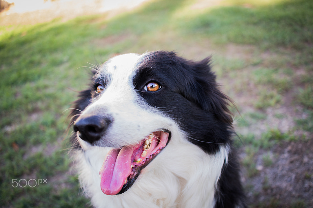 Canon EF-S 24mm F2.8 STM sample photo. Tillie facebook photography
