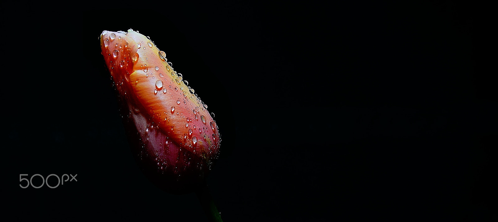 Sigma 18-250mm F3.5-6.3 DC Macro OS HSM sample photo. Drops photography