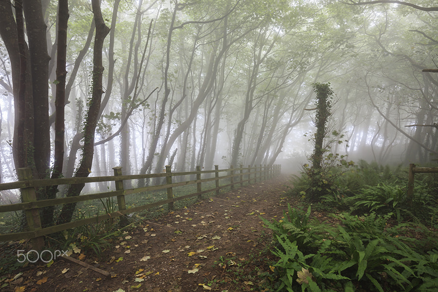 Canon EOS 5D Mark II sample photo. Misty tree's (peak hill near sidmouth photography