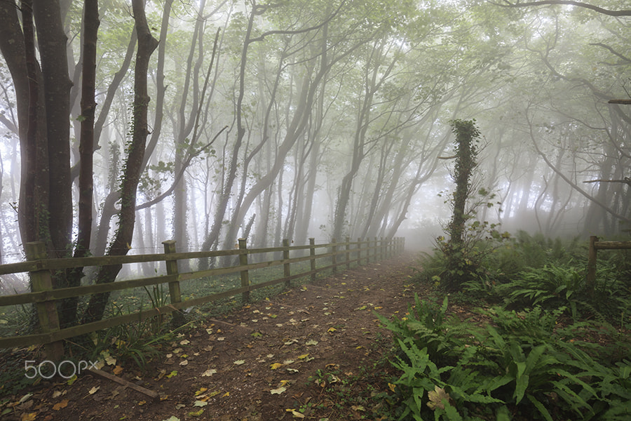Canon EF 16-35mm F4L IS USM sample photo. Misty tree's (peak hill near sidmouth photography