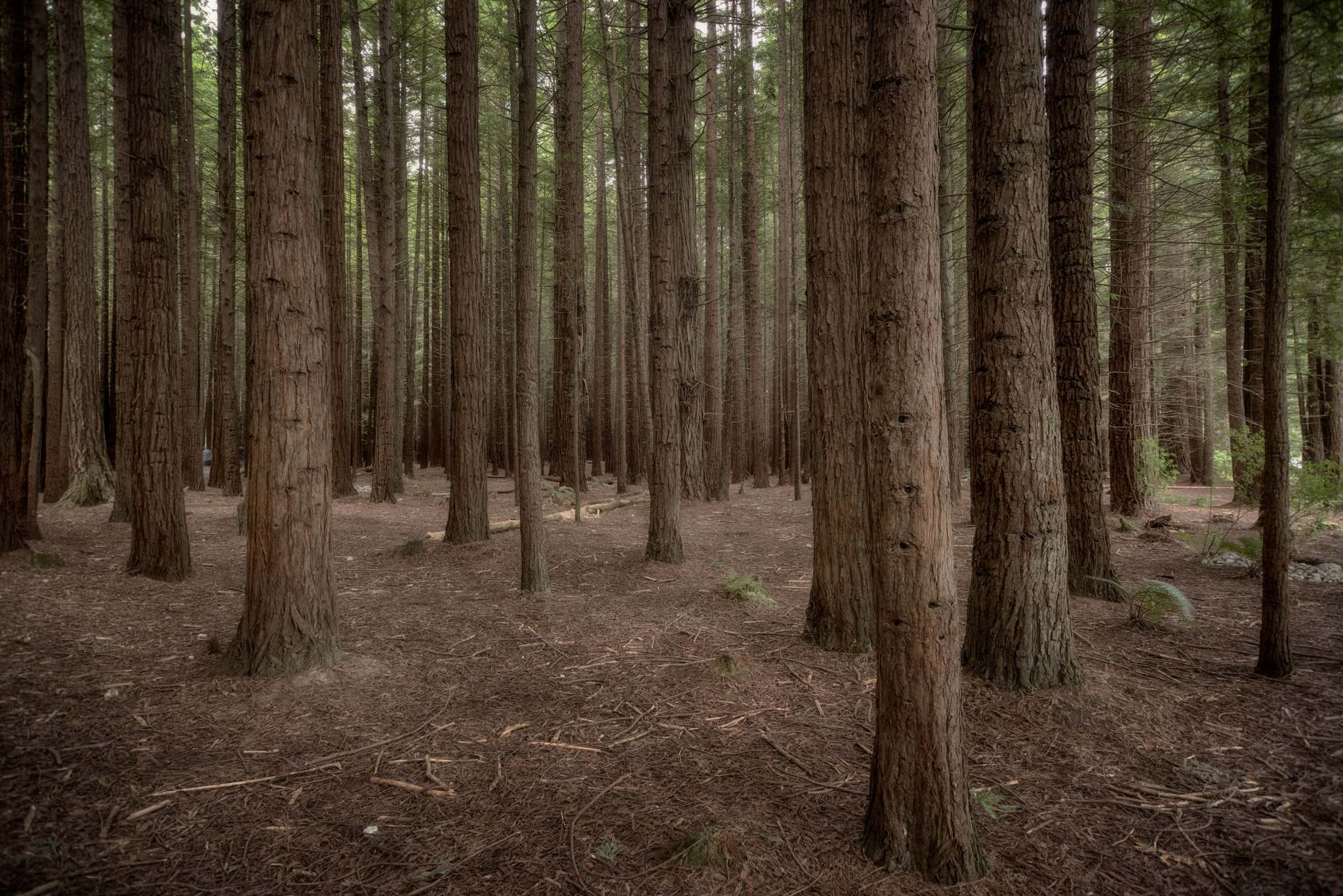 Pentax K-1 + Sigma 10-20mm F3.5 EX DC HSM sample photo. Whakarewarewa forest ii photography