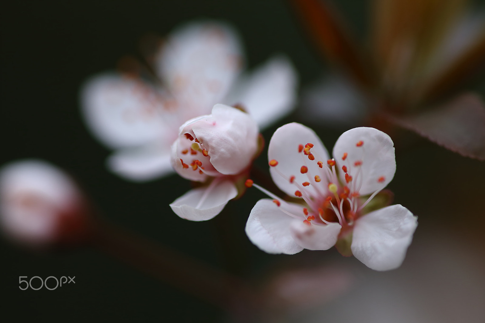 Canon EF 300mm F4L IS USM sample photo. 李花 photography