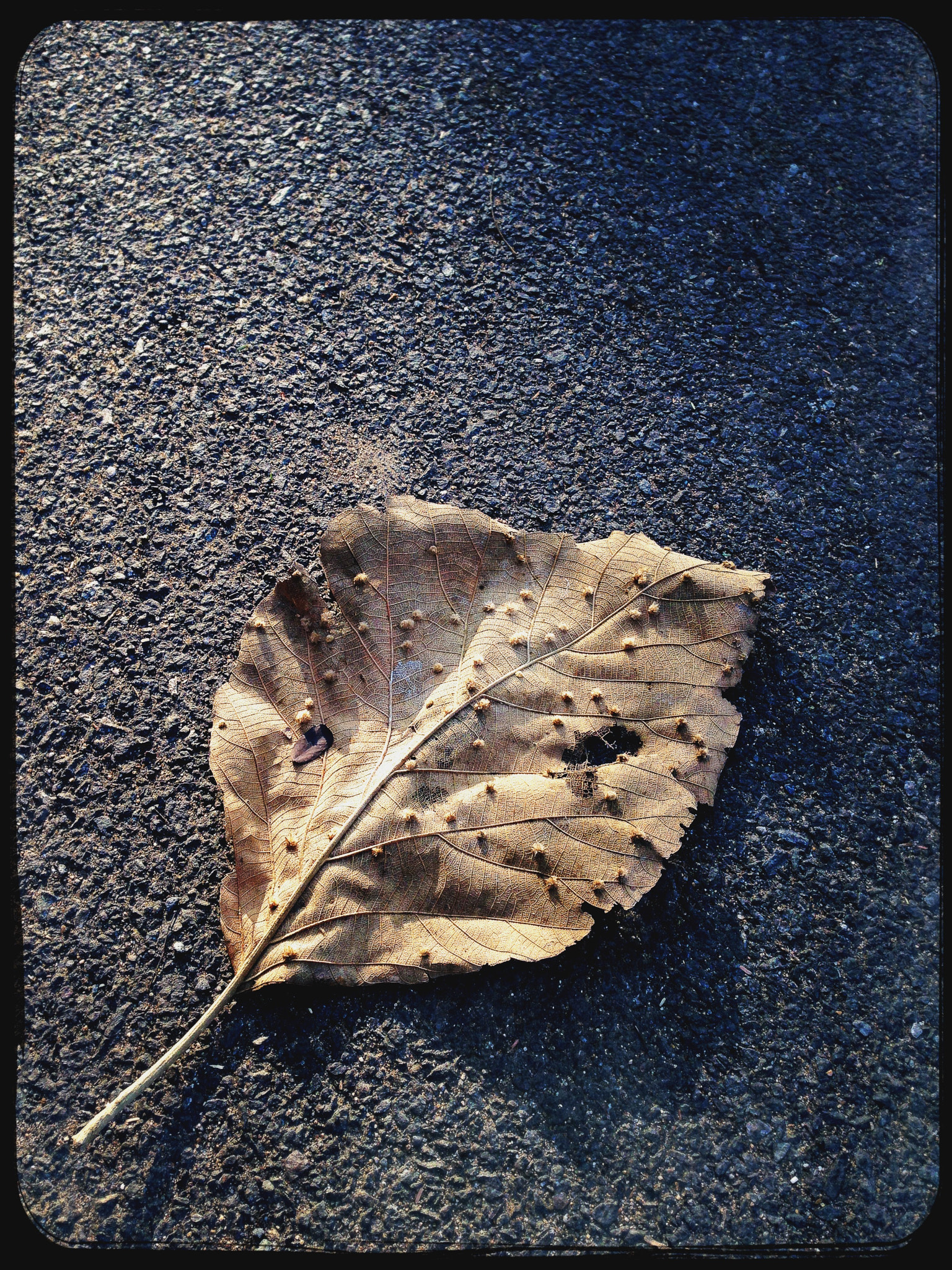 Hipstamatic 332 sample photo. Leaf on the road photography