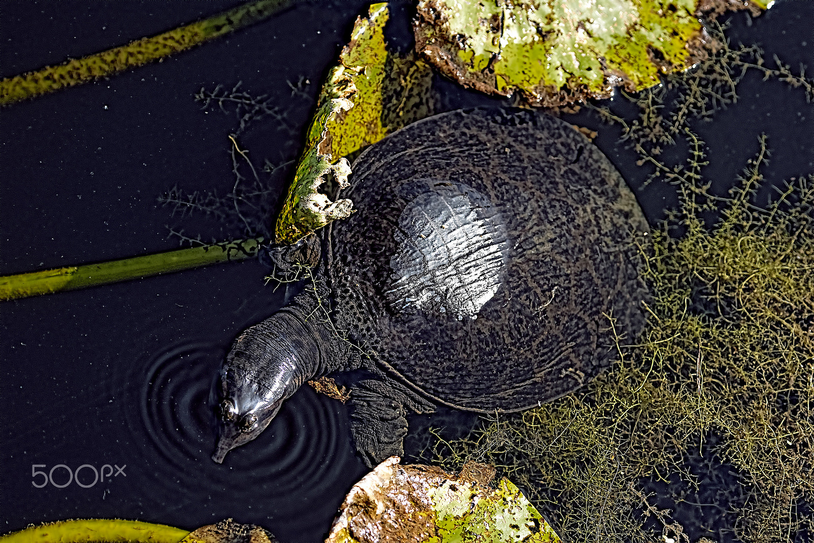 Nikon D810 sample photo. Turtle in pond photography