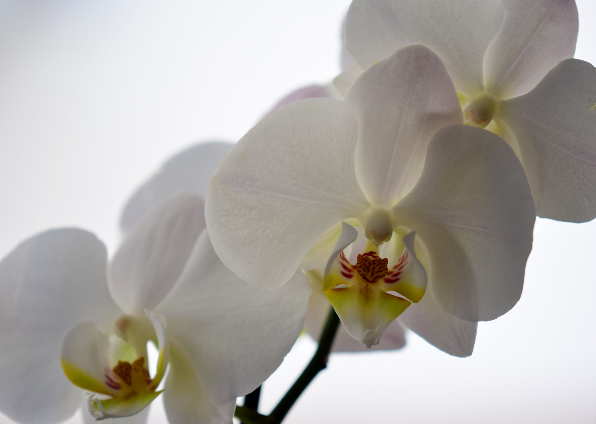 Nikon AF-S DX Micro-Nikkor 85mm F3.5G ED VR sample photo. White orchid photography