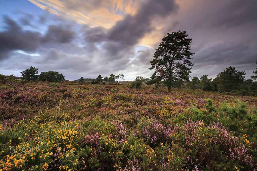Canon EF 16-35mm F4L IS USM sample photo. Woodbury common photography