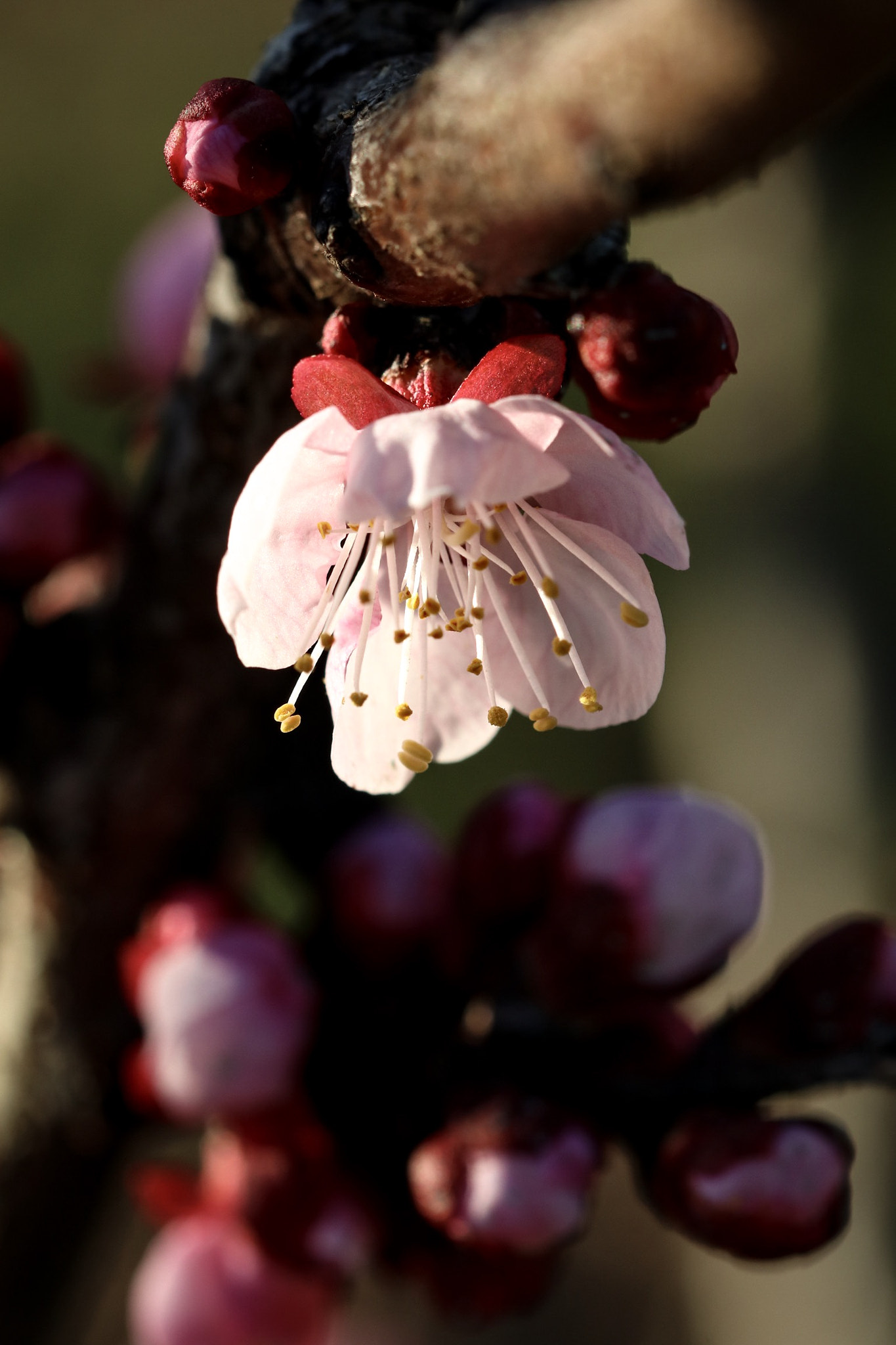 Sigma 105mm F2.8 EX DG OS HSM sample photo