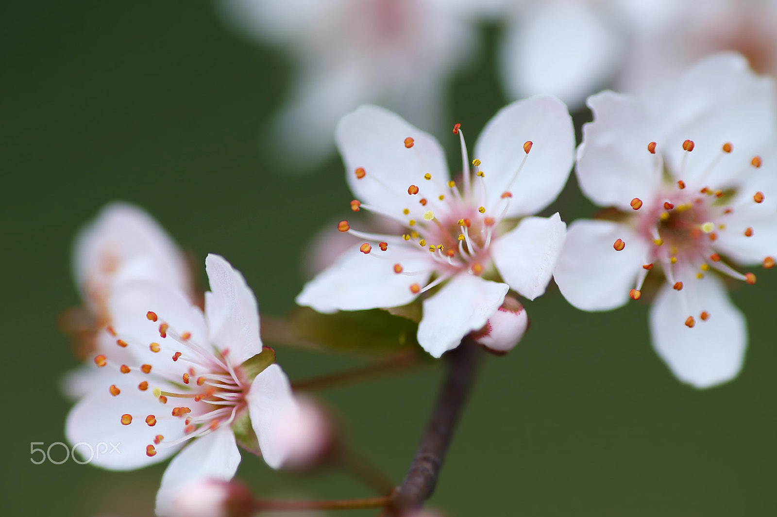 Canon EF 300mm F4L IS USM sample photo. 李花 photography