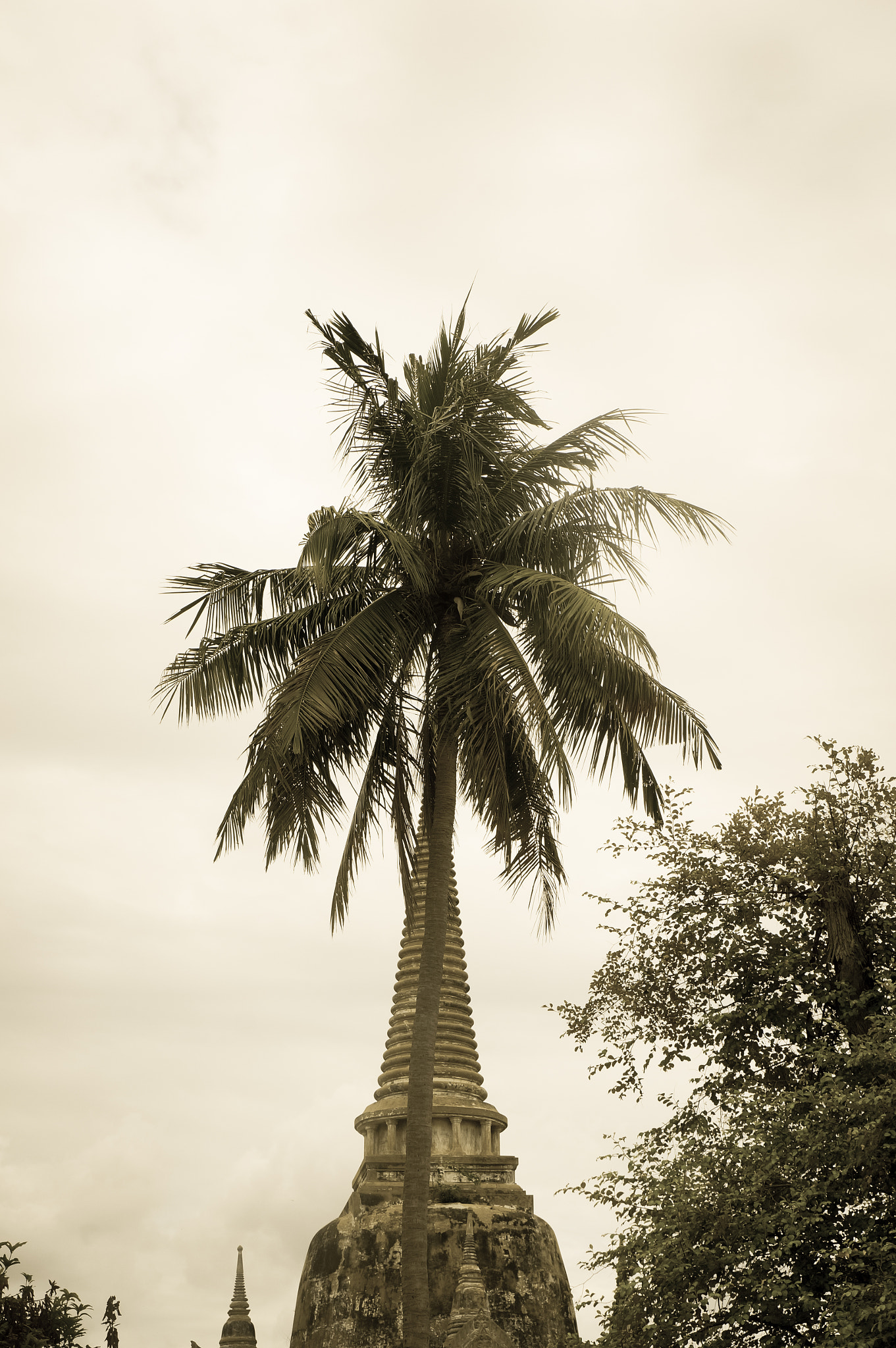 Sony Alpha NEX-5R sample photo. Temple coconut tree photography