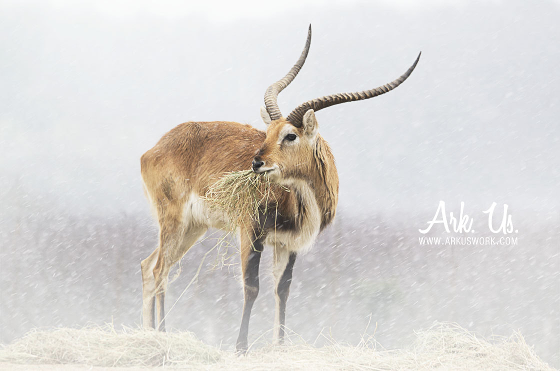 Sigma 120-400mm F4.5-5.6 DG OS HSM sample photo. Antilope photography