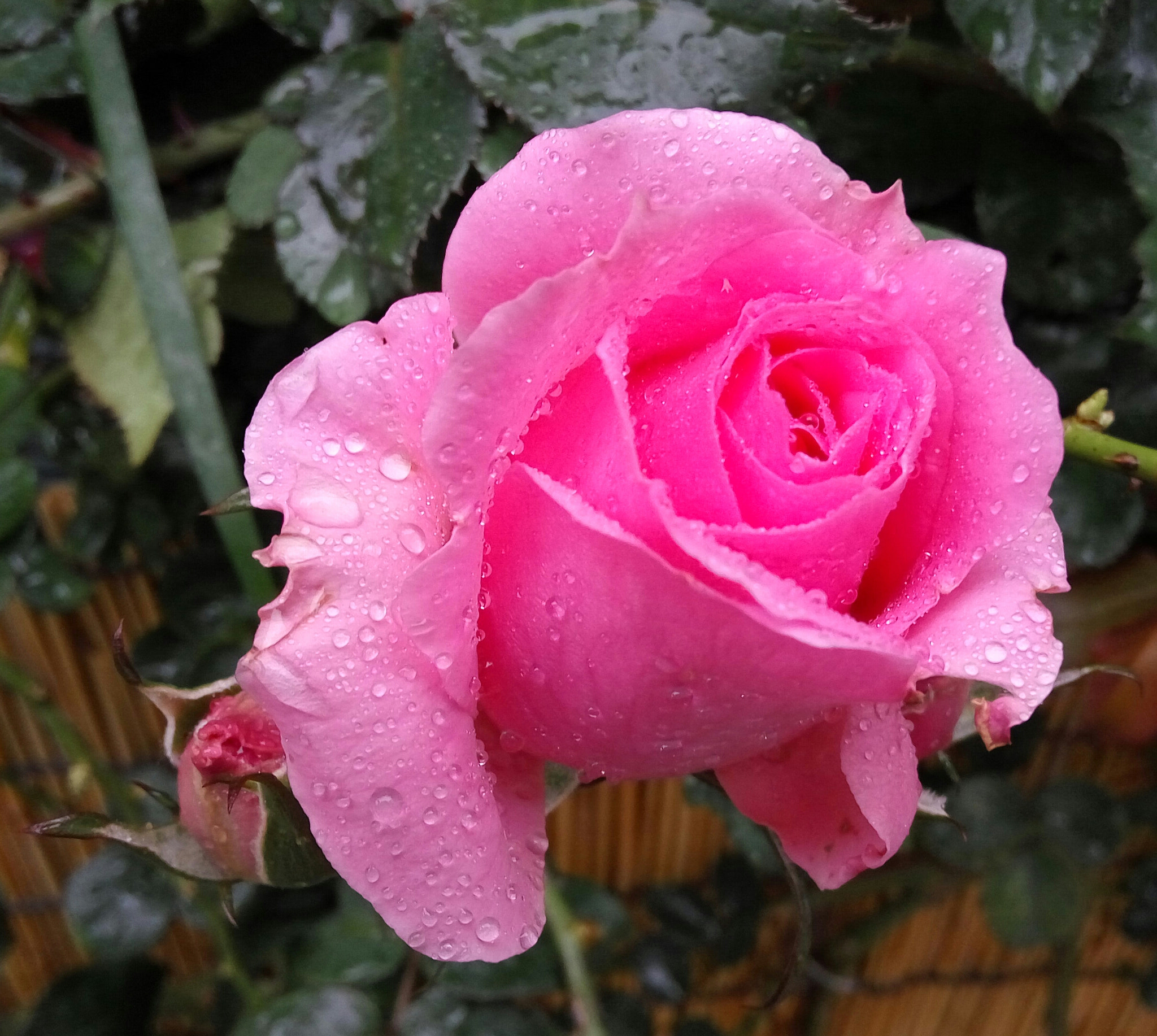 Xiaomi HM Note 2 sample photo. Raindrops keep falling on my face photography