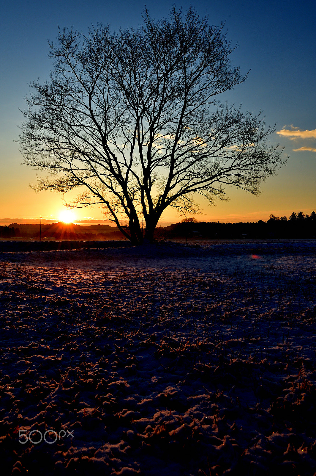 Nikon D3 sample photo. Tree in winter morning photography