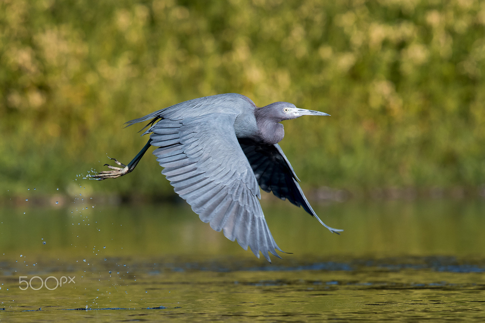 Nikon Nikkor AF-S 300mm F4E PF ED VR sample photo. Little blue heron photography