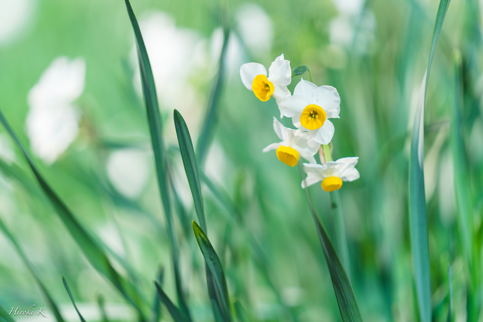 Sony FE 70-200mm F2.8 GM OSS sample photo. Flower -narcissus- photography