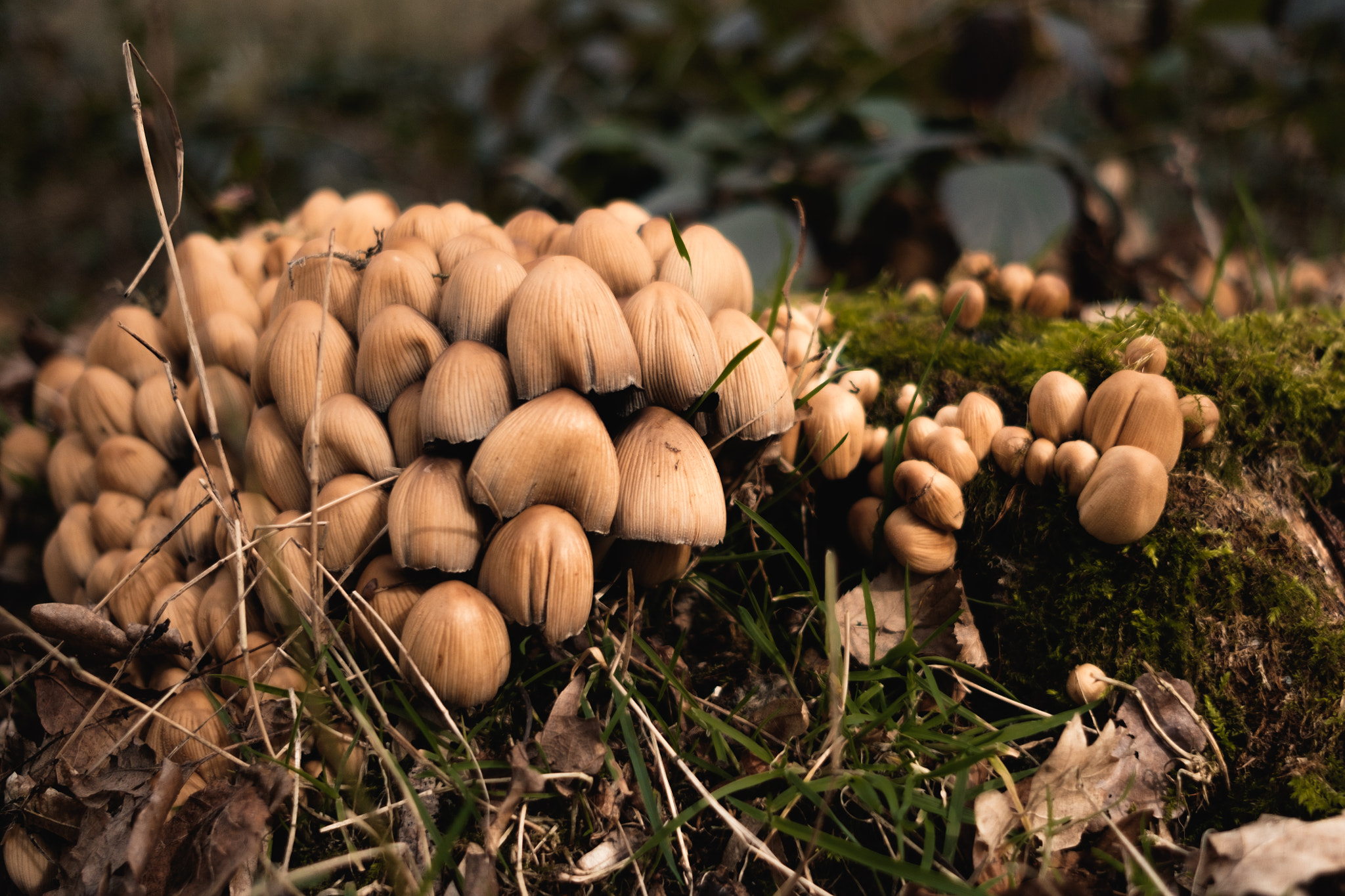 Fujifilm X-T10 + Fujifilm XF 23mm F2 R WR sample photo. Fungi photography