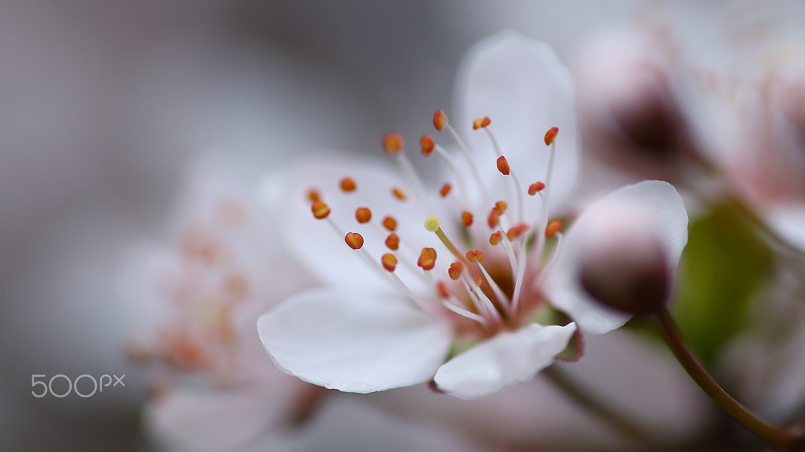 Canon EF 300mm F4L IS USM sample photo. 李花 photography