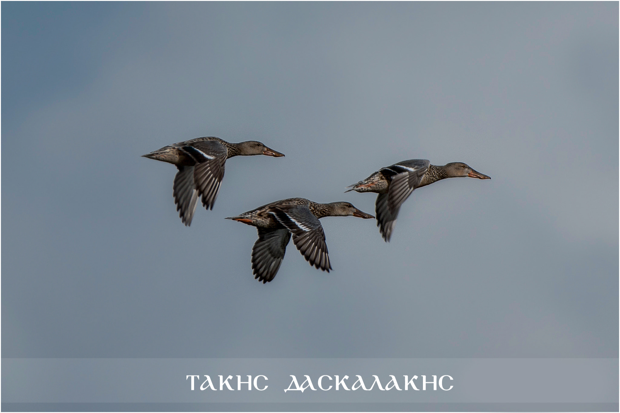 Sigma 150-600mm F5-6.3 DG OS HSM | S sample photo. Dsc photography