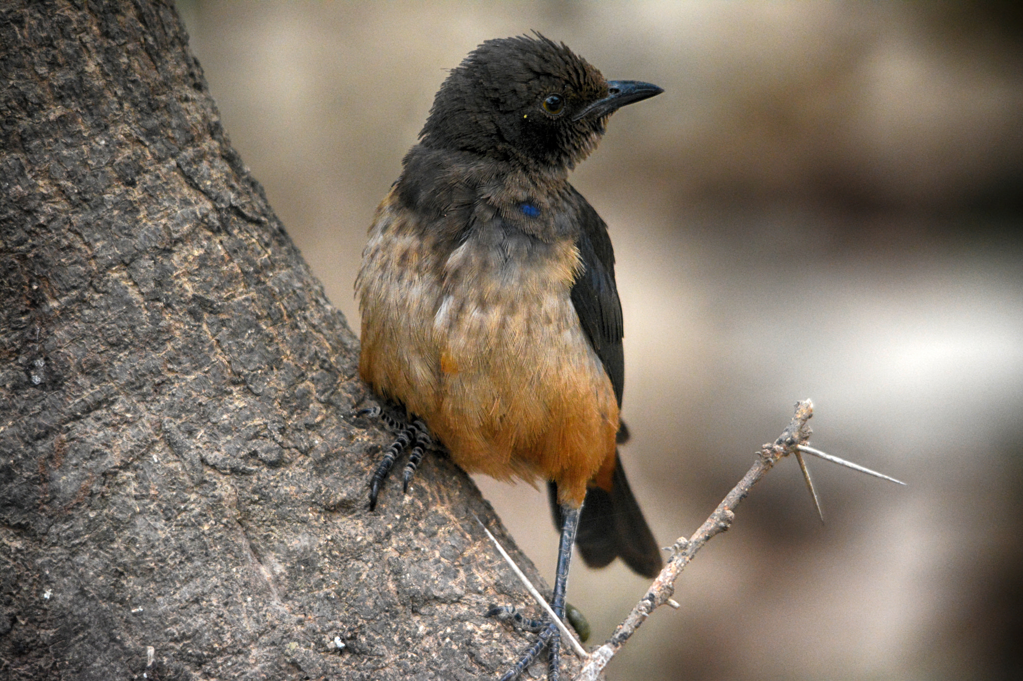 Sigma 150-500mm F5-6.3 DG OS HSM sample photo. Little rock thrush, nagórnik mały photography