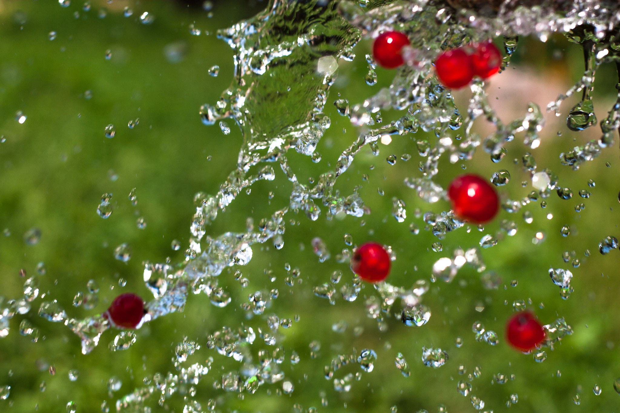 Canon EOS 30D + Canon EF 50mm f/1.8 sample photo. Red currant berries in the flow of water drops photography