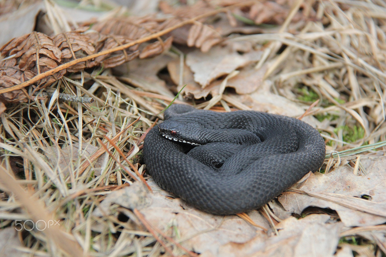 Canon EF-S 18-200mm F3.5-5.6 IS sample photo. Viper photography