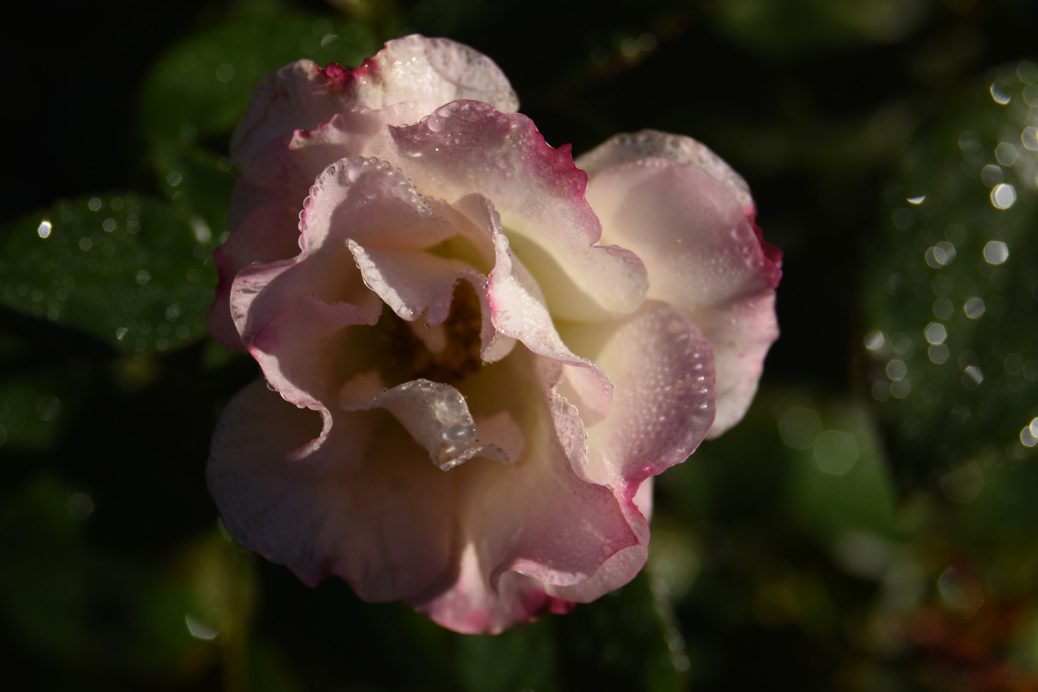 Nikon D7200 sample photo. Crying rose photography