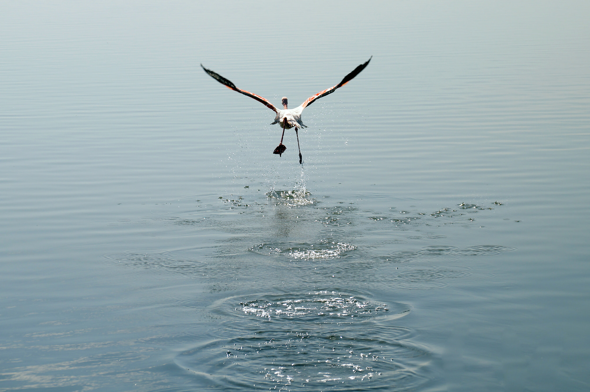 Sony DT 18-135mm F3.5-5.6 SAM sample photo. Flamingo photography