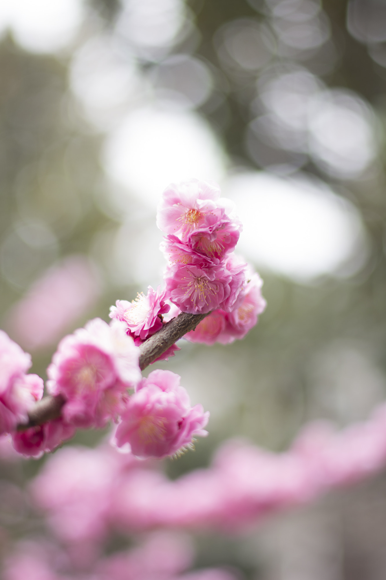 Nikon D7200 + Nikon AF-S Nikkor 50mm F1.4G sample photo. Flowers photography