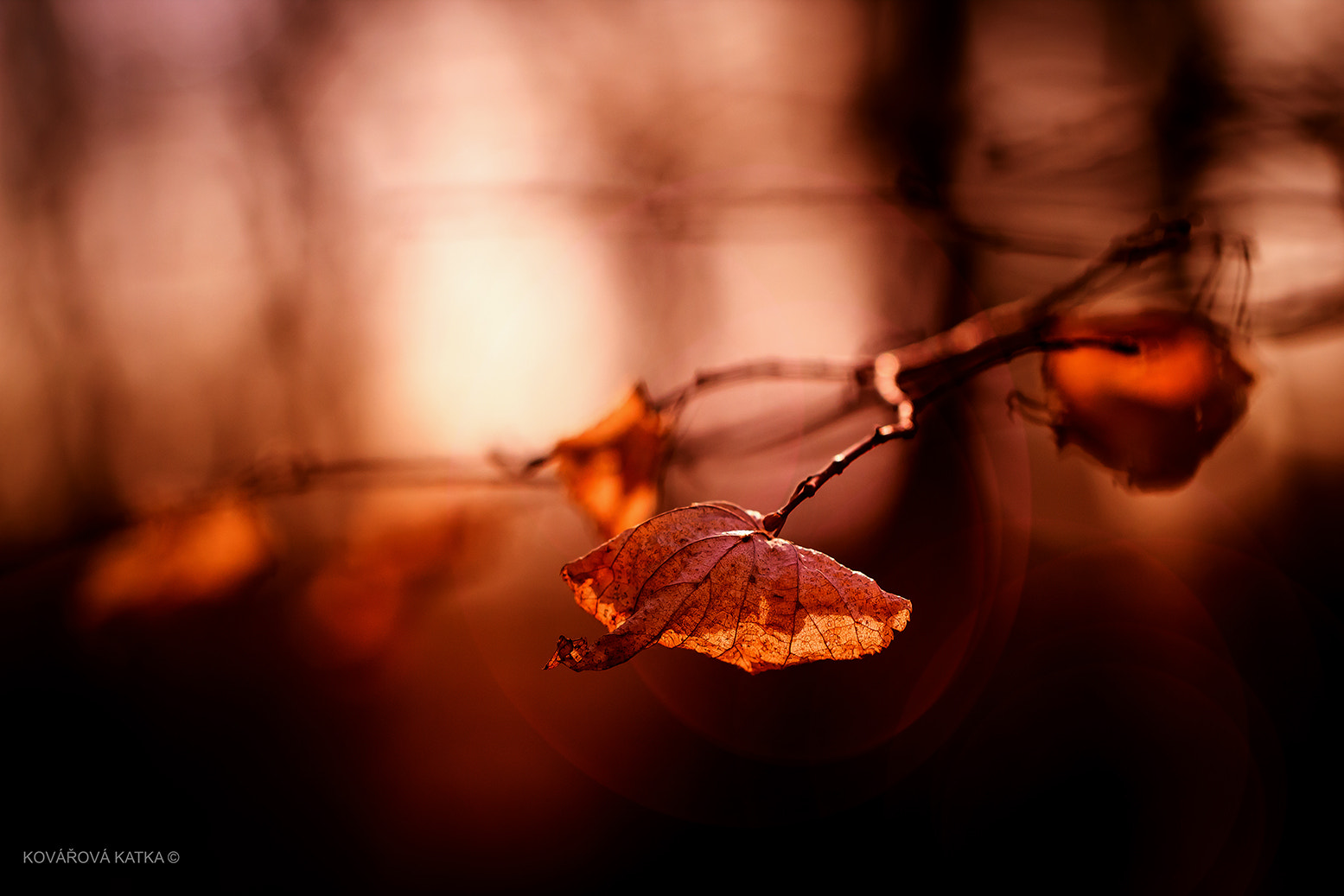 Canon EF 100mm F2.8L Macro IS USM sample photo. Vo svetle photography