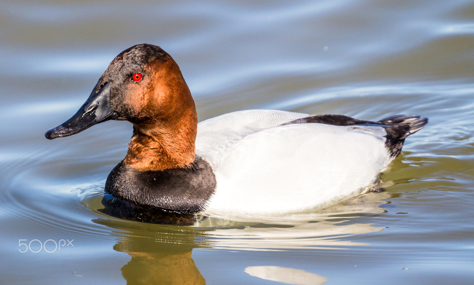 Canon EOS 60D + Canon EF 100-400mm F4.5-5.6L IS II USM sample photo. Canvasback duck (male) photography