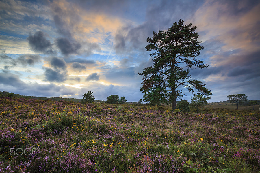 Canon EF 16-35mm F4L IS USM sample photo. Tree's on woodbury common. photography