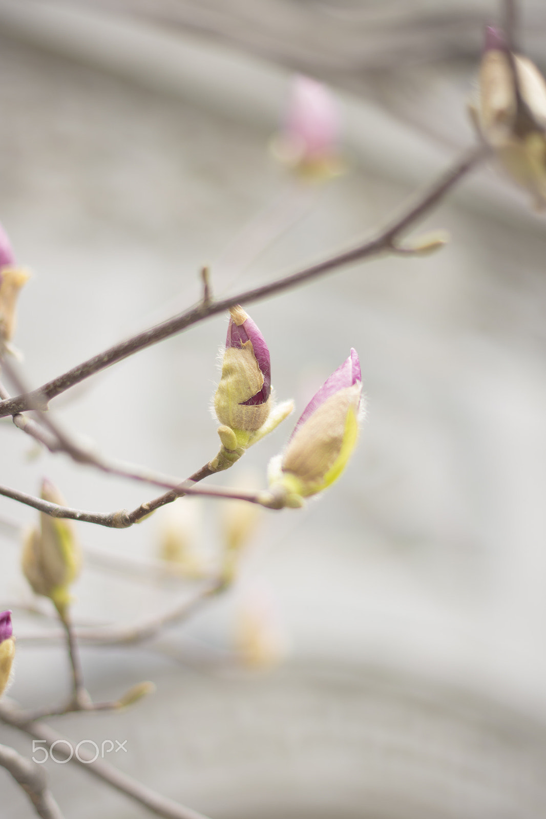 Nikon D7200 sample photo. Flower photography