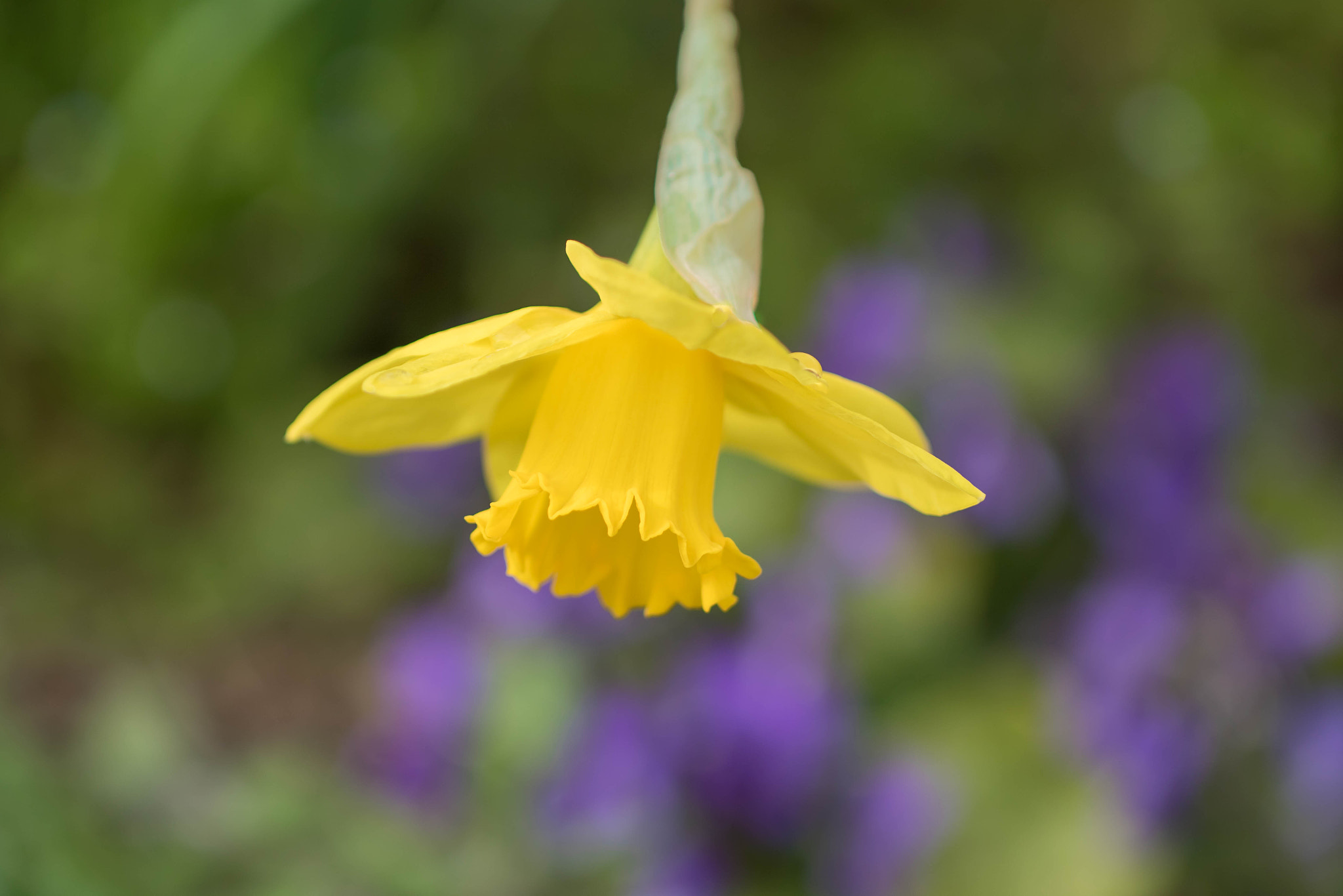 Canon EF 100mm F2.8L Macro IS USM sample photo. Spring and its beautiful colors. photography